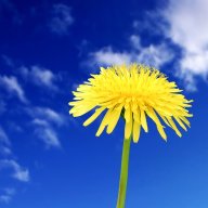 محمد رضا الغوج