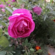 أحمد مظهر أجود