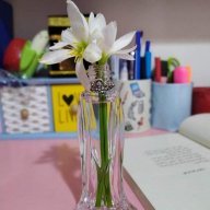 شيماء محمد باغي