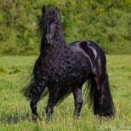 توفيق الجزائري